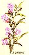 Eremophila philipsii (c) Rosemary Pedlar