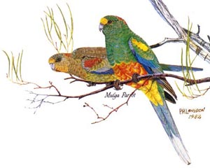 Mulga Parrot