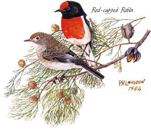 Red-capped Robin