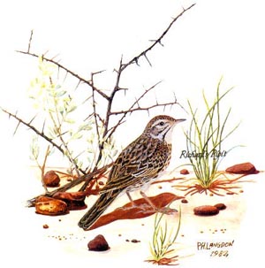 Richard's Pipit