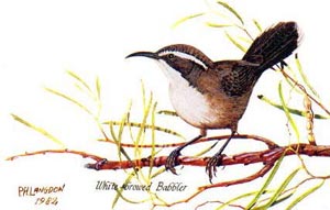 White-browed Babbler