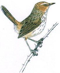 Fieldwren