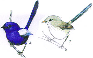 White-winged fairy-wren