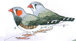 Zebra Finch