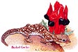 Beaked Gecko