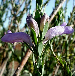 Eremophila-christophori