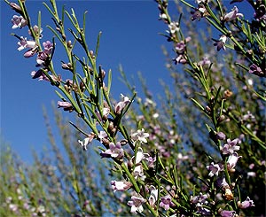 eremophila-interstans