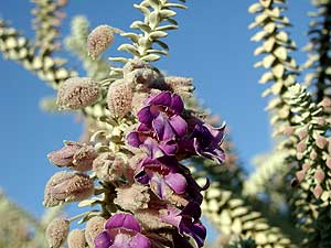 eremophila-lachnocalyx