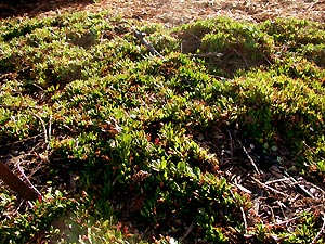 Eremophila