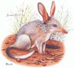 Bilby