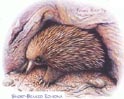 Echidna