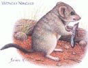 Wongau Ningaui