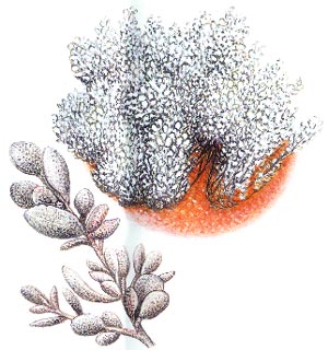 Bladder saltbush