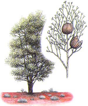 Northern cypress pine