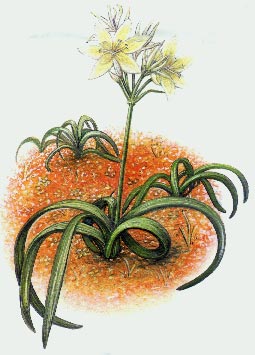 Andamooka lily