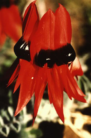 Desert Sturt Pea