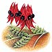 S desert pea