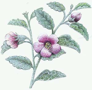 Velvet-leaved hibiscus