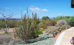 Eremophila Garden