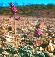 Arid Zone Flora