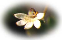 Scaevola spinescens