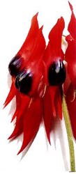 Sturts Desert Pea