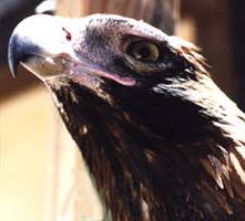 Wedge-tailed Eagle